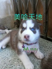 Home Breed Blue Eyes Siberian Husky - Siberian Husky Dog