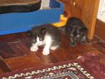 Kittens Want New Home - Domestic Medium Hair Cat