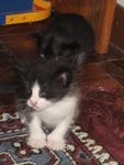 Kittens Want New Home - Domestic Medium Hair Cat