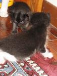 Kittens Want New Home - Domestic Medium Hair Cat