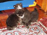 Kittens Want New Home - Domestic Medium Hair Cat