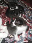 Kittens Want New Home - Domestic Medium Hair Cat