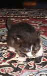 Kittens Want New Home - Domestic Medium Hair Cat