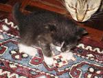 Kittens Want New Home - Domestic Medium Hair Cat