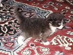 Kittens Want New Home - Domestic Medium Hair Cat