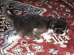 Kittens Want New Home - Domestic Medium Hair Cat