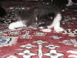 Kittens Want New Home - Domestic Medium Hair Cat