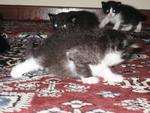 Kittens Want New Home - Domestic Medium Hair Cat