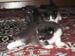 Kittens Want New Home - Domestic Medium Hair Cat