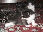 Kittens Want New Home - Domestic Medium Hair Cat