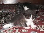 Kittens Want New Home - Domestic Medium Hair Cat