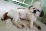 White White Has Been Found - Shih Tzu Dog