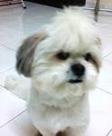 White White Has Been Found - Shih Tzu Dog