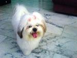 White White Has Been Found - Shih Tzu Dog