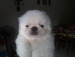 White Pekingese Puppy With Mka Cert - Pekingese Dog