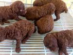 Toy Poodle Dark Red - Poodle Dog