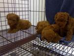 Toy Poodle Dark Red - Poodle Dog