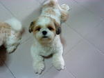 Bryon - Shih Tzu Dog