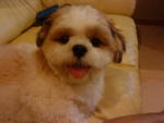 Bryon - Shih Tzu Dog