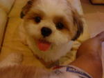 Bryon - Shih Tzu Dog