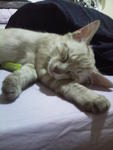 and this is Jae..when he was about 3mths, now he has grown up so big n fat too