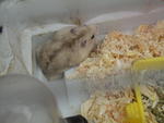 Hagemaru - Striped Hamster Hamster