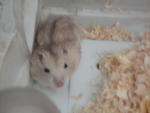 Hagemaru - Striped Hamster Hamster