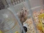 Hagemaru - Striped Hamster Hamster