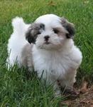 Cute Cute Shih Tzu - Shih Tzu Dog