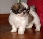 Cute Cute Shih Tzu - Shih Tzu Dog