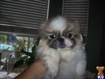 Babies - Pekingese Dog