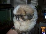 Babies - Pekingese Dog