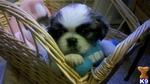 Babies - Pekingese Dog