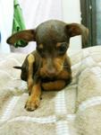 Mini Miniature Pinscher - Miniature Pinscher Dog