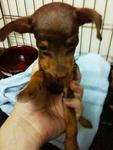 Mini Miniature Pinscher - Miniature Pinscher Dog