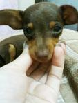 Mini Miniature Pinscher - Miniature Pinscher Dog