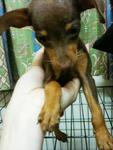 Mini Miniature Pinscher - Miniature Pinscher Dog