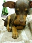 Mini Miniature Pinscher - Miniature Pinscher Dog