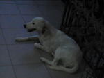 White Mongrel Female Dog - Mixed Breed Dog