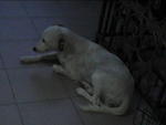 White Mongrel Female Dog - Mixed Breed Dog