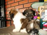 PF15646 - Shih Tzu Dog