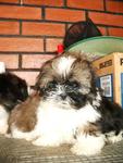 PF15646 - Shih Tzu Dog