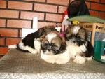 PF15646 - Shih Tzu Dog