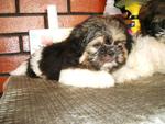 PF15646 - Shih Tzu Dog