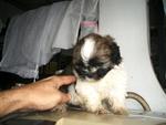 PF15646 - Shih Tzu Dog