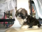 PF15646 - Shih Tzu Dog