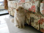 Crechix - Persian Cat