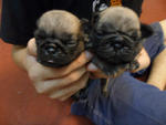 Pug - Champion Lineage - Pug Dog