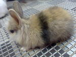 Rabbit - Angora Rabbit Rabbit