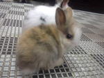 Rabbit - Angora Rabbit Rabbit